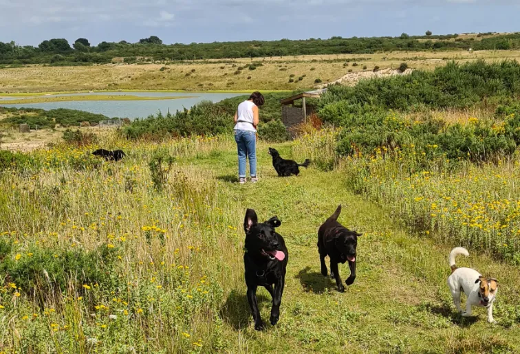 social dog walk with clients