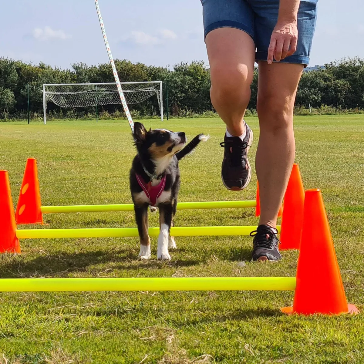 Puppy building confidence during a puppy class