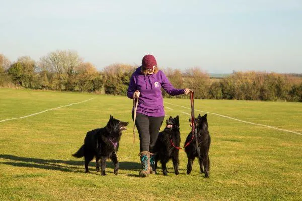 Dog trainer and author natasja lewis walking her 3 Blegian Shepherds on a loose lead