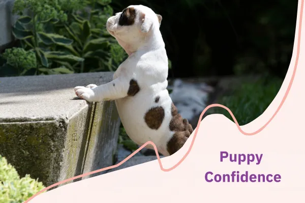 Puppy peering over a step.