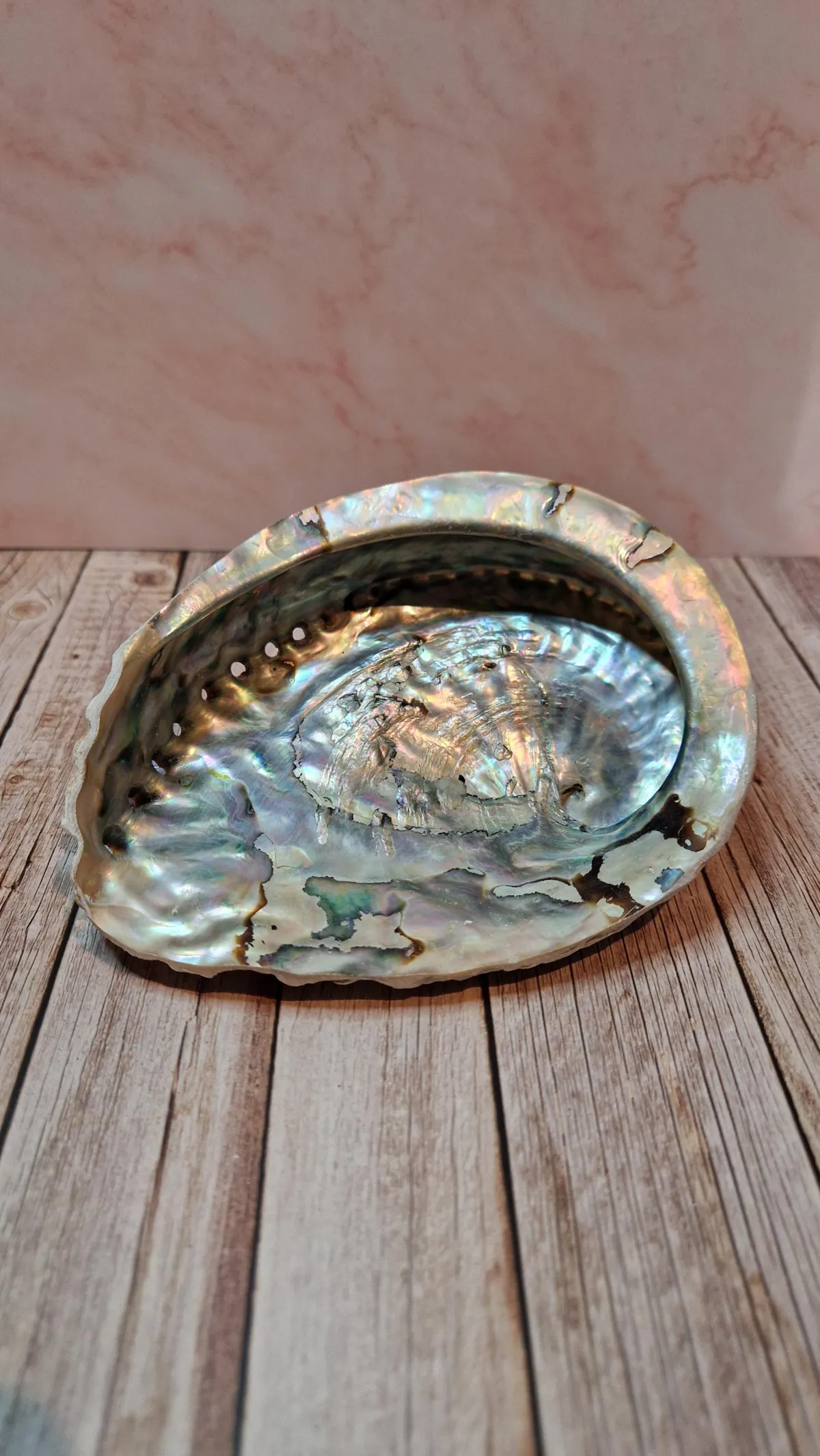 Abalone Schelp