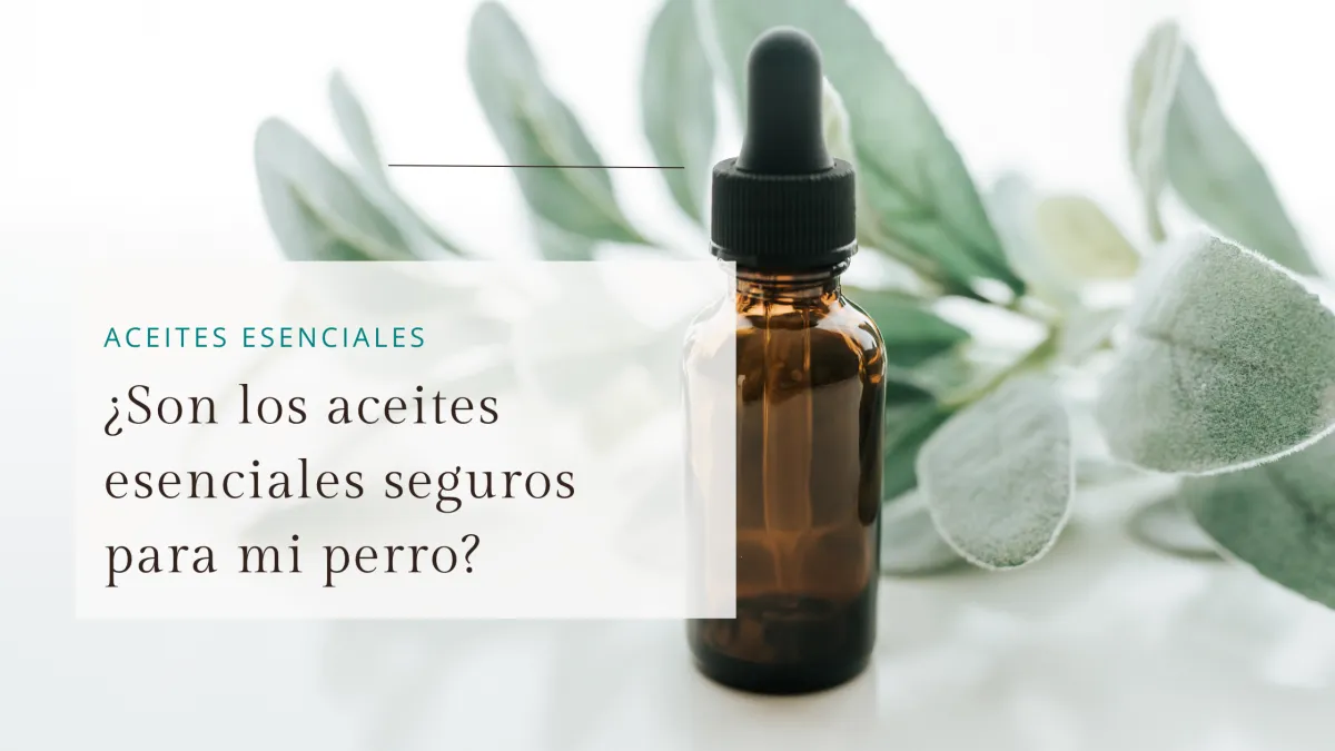 Los Aceites Esenciales son seguros para mi Perro?