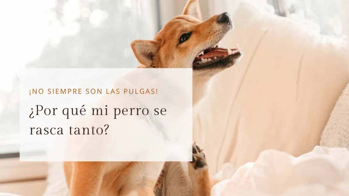 ¿Porqué mi Perro se rasca tanto?