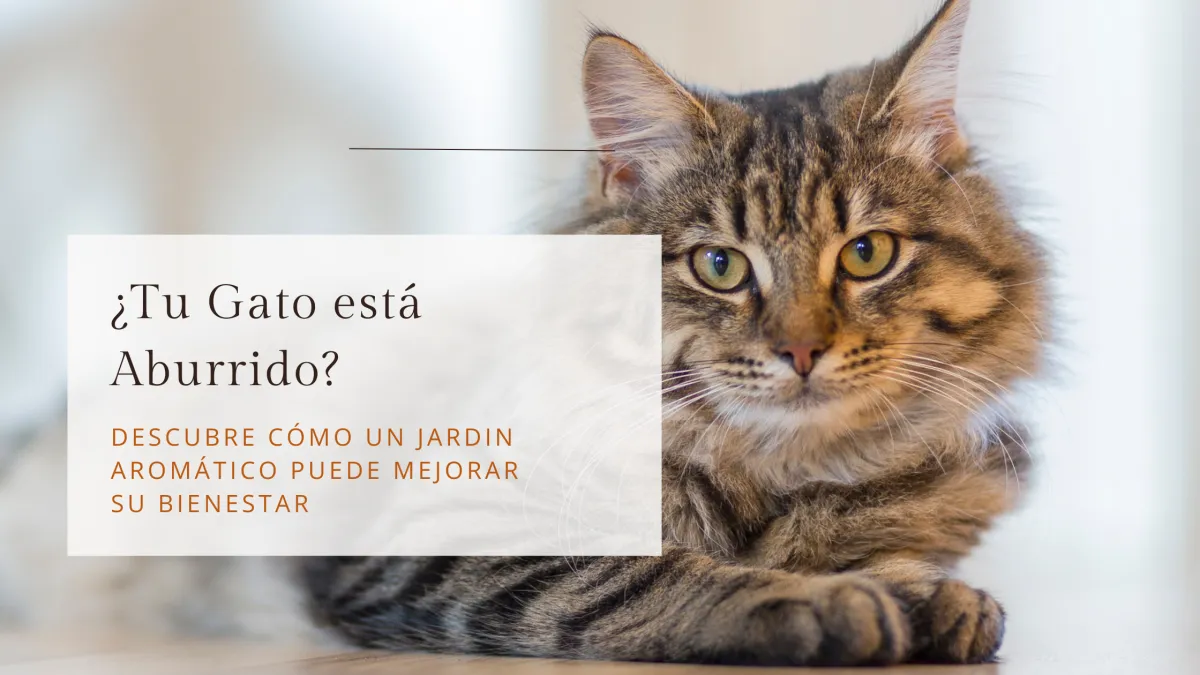 ¿Tu Gato se aburre?