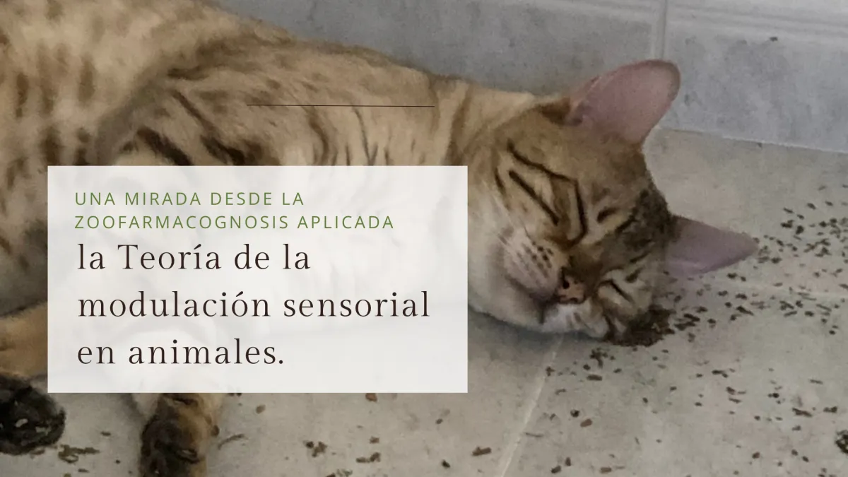 La teoría de la modulación sensorial en animales: una mirada desde la zoofarmacognosis aplicada
