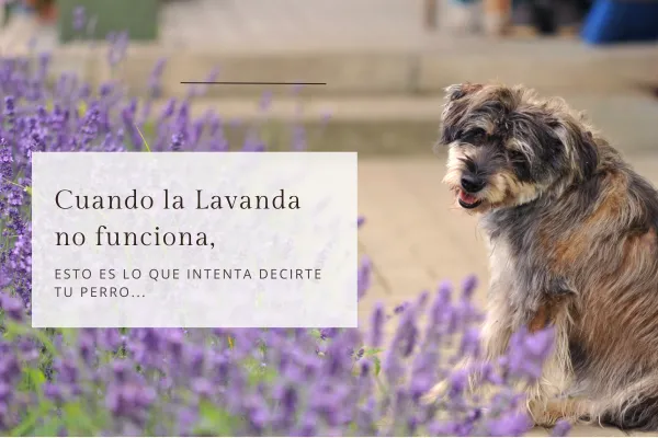 Cuando la Lavanda no funciona...