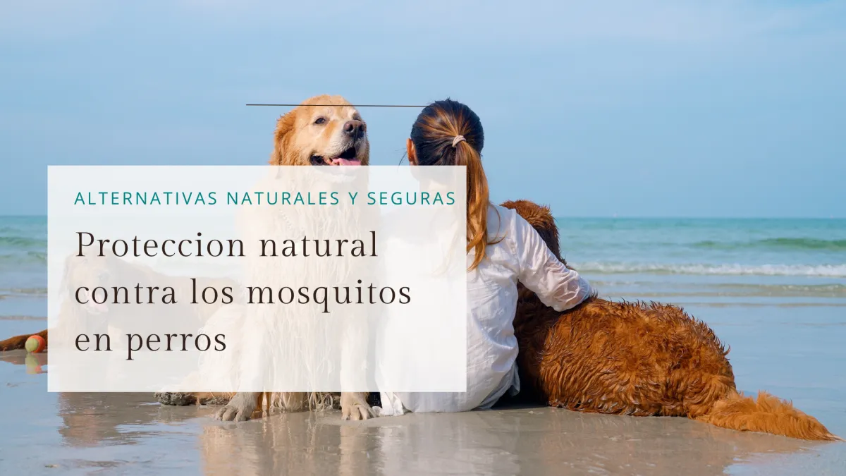 Verano, mosquitos y tu Perro
