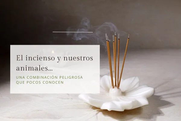 El incienso y los animales: descubre por qué puede ser peligroso para su salud.