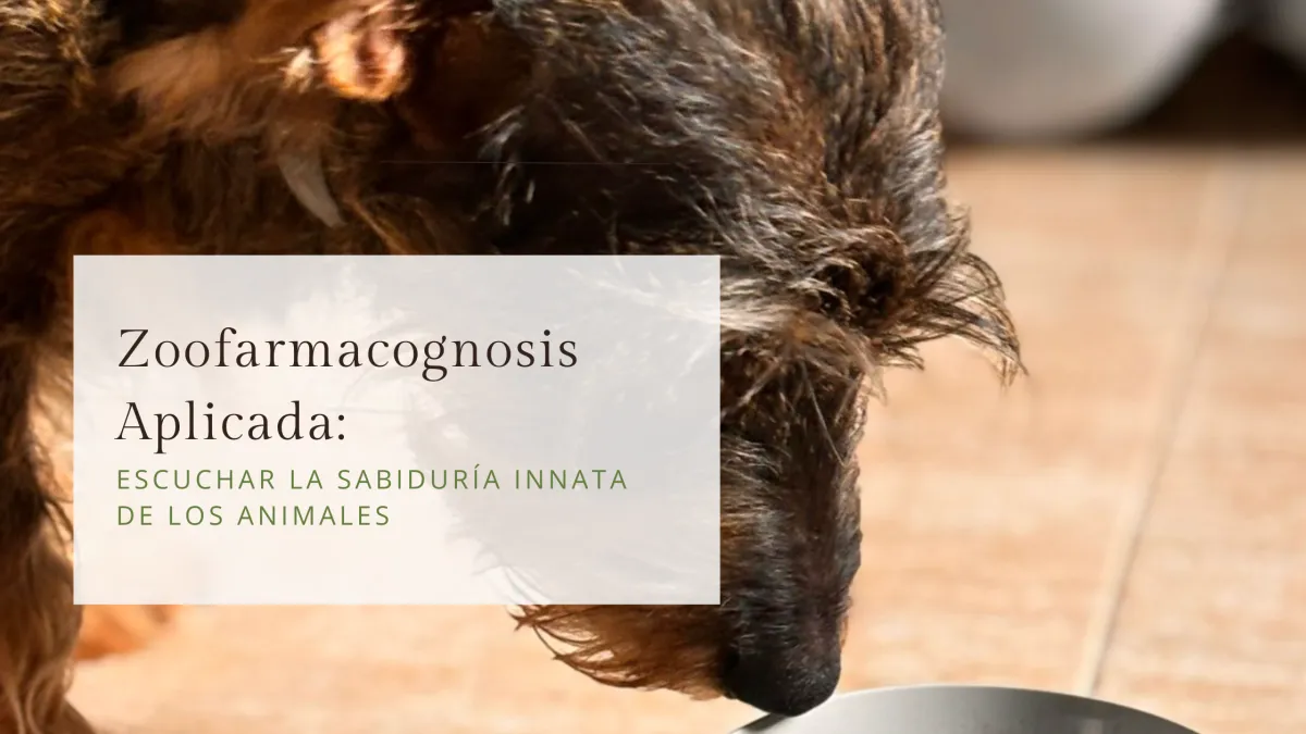 La zoofarmacognosis: una sabiduría más cercana de lo que creemos