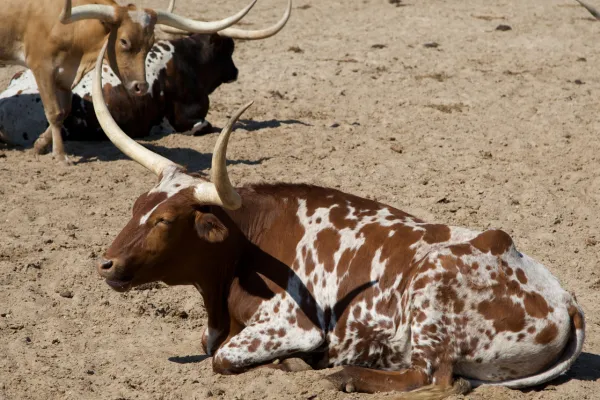 Protecting Your Livelihood: The Ultimate Guide to Farm and Ranch Insurance - Tommy Stamps Insurance