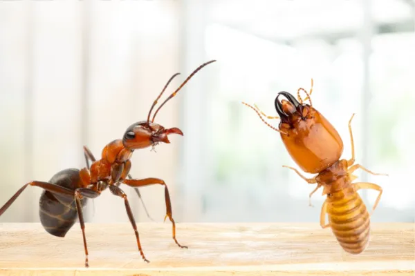 Ant and Termite
