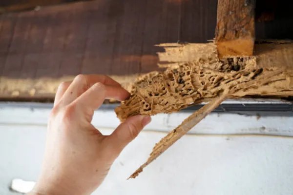 A person's hand holding wood damaged by termites