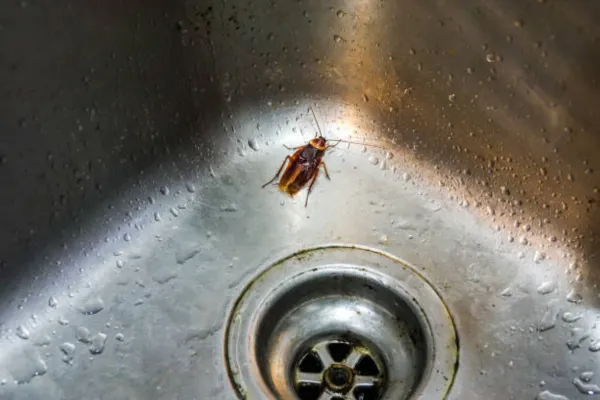 Cockroach in a sink