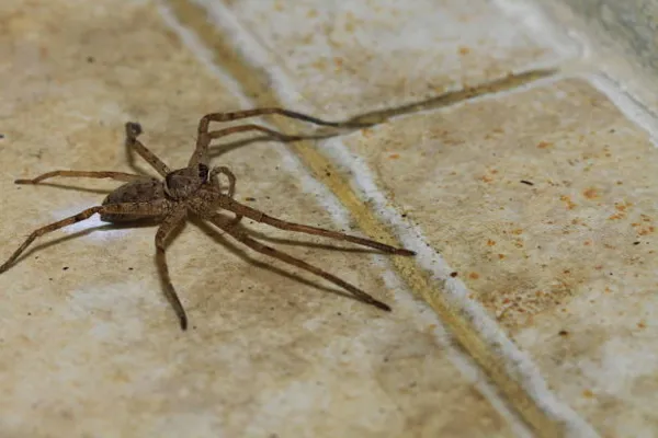 House Spider Walking