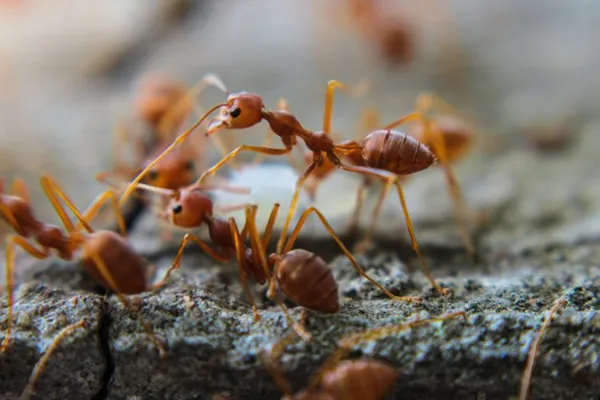 Fireants