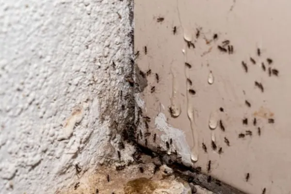 Black ants on the wall