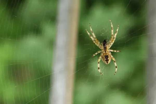 spider in a web