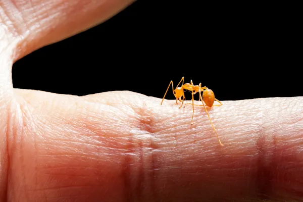 Red Fire Ant