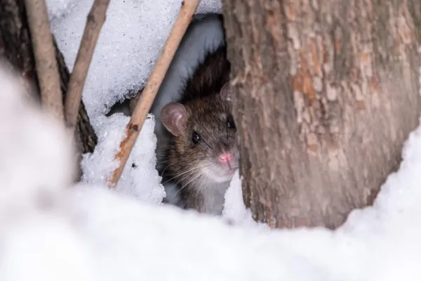 Rat in winter