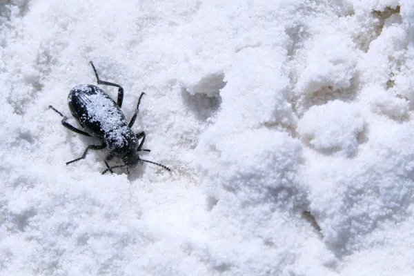 Pest in snow