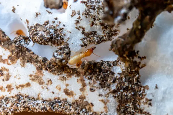 Termite in Winter