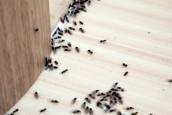 Ants