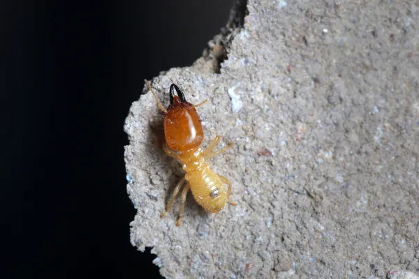 termite