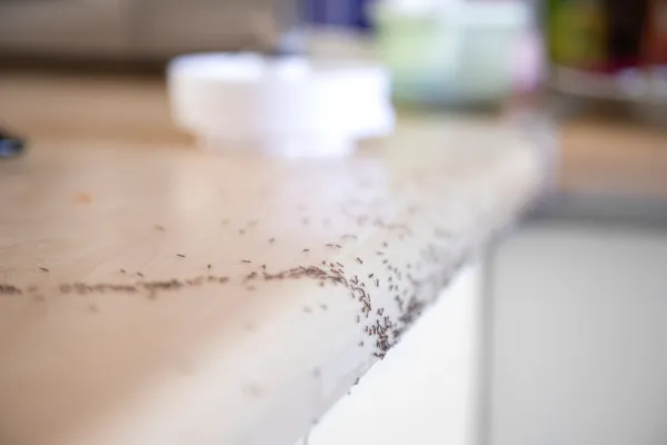 Ants in the table