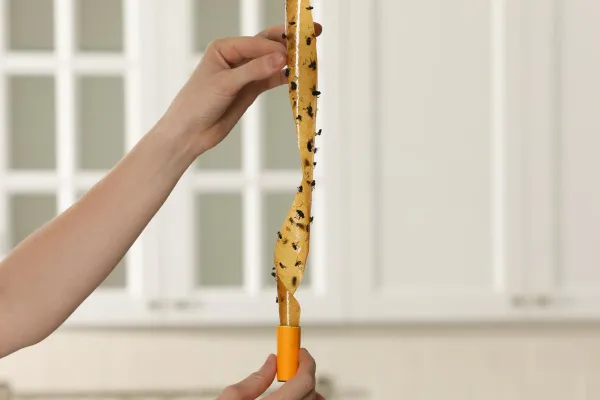 Flies on a sticky trap