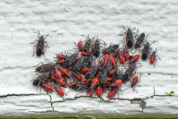 Boxelder Bugs on the wall