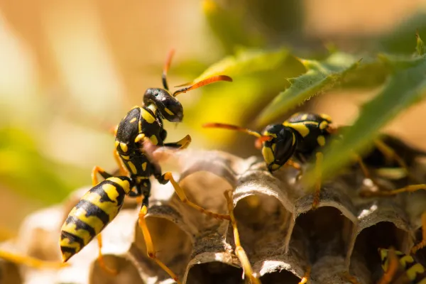 Wasp