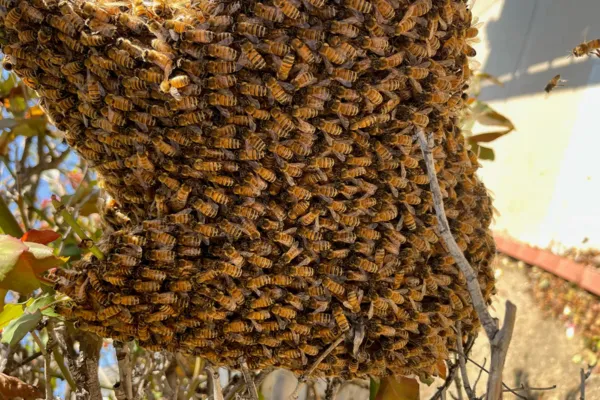 Beehive on a tree