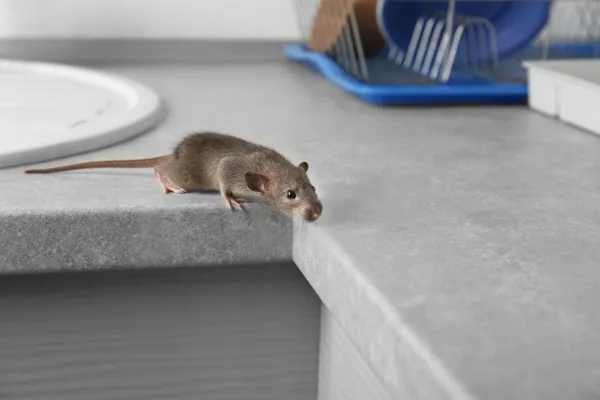 Rodent in the Kitchen