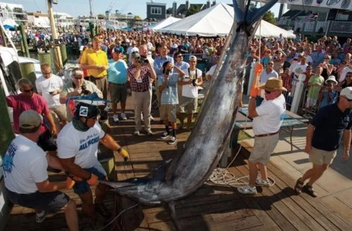 As Spring Sets In, Billfish Tournament Season Shifts North