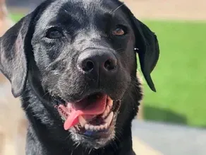 The Assessment. Is my dog suitable?