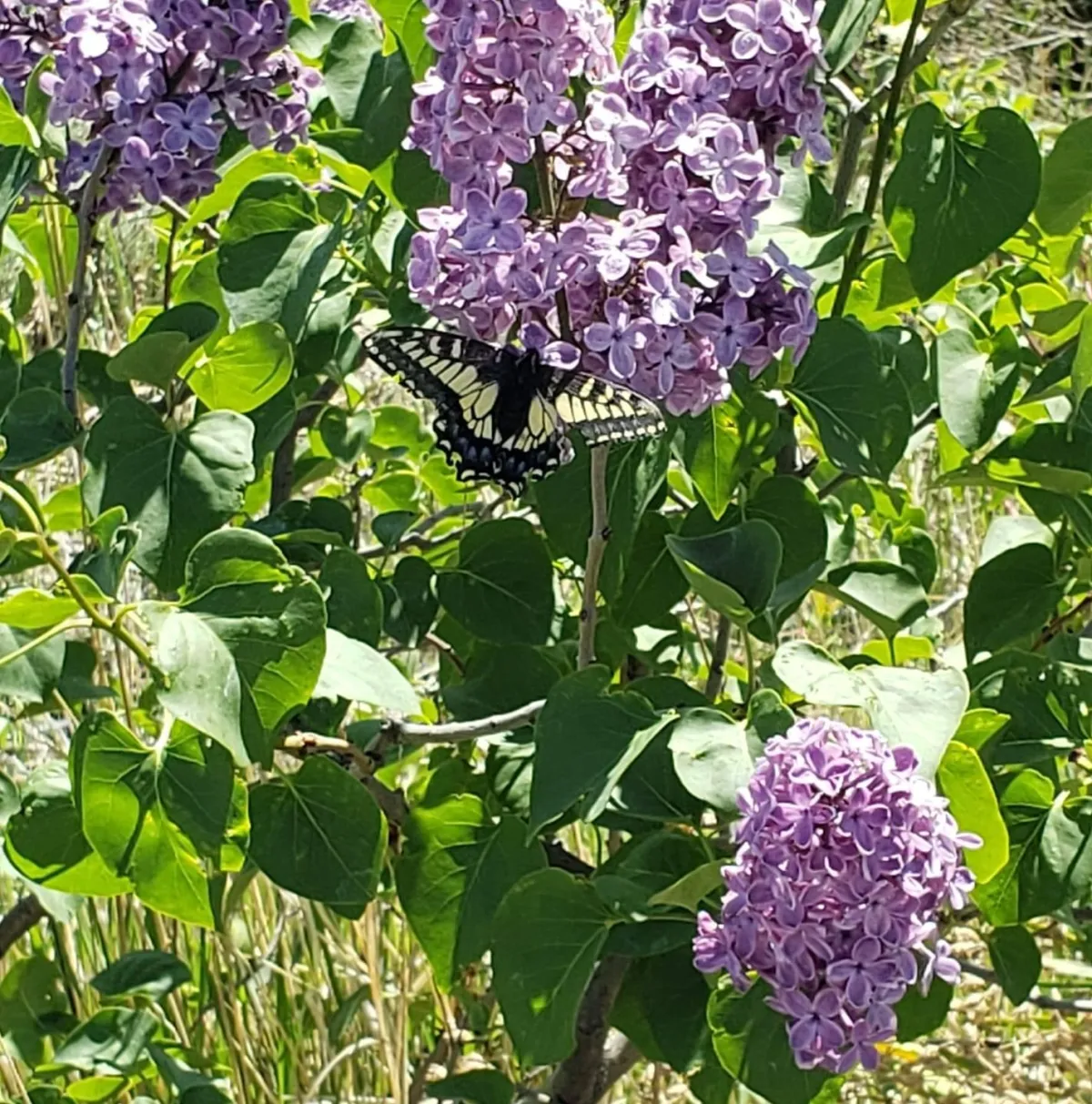 Lilacs in Bloom