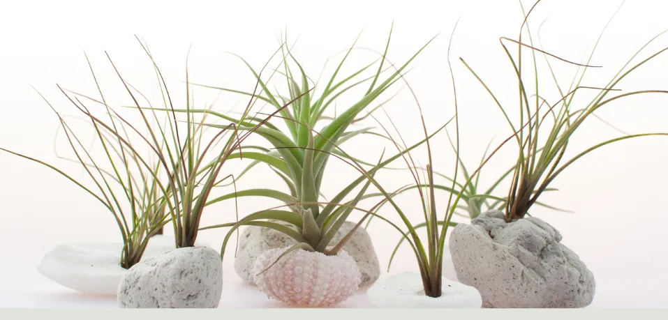 air plants