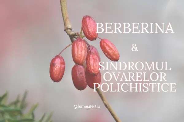 Berberina si Sindromul Ovarelor Polichistice 
