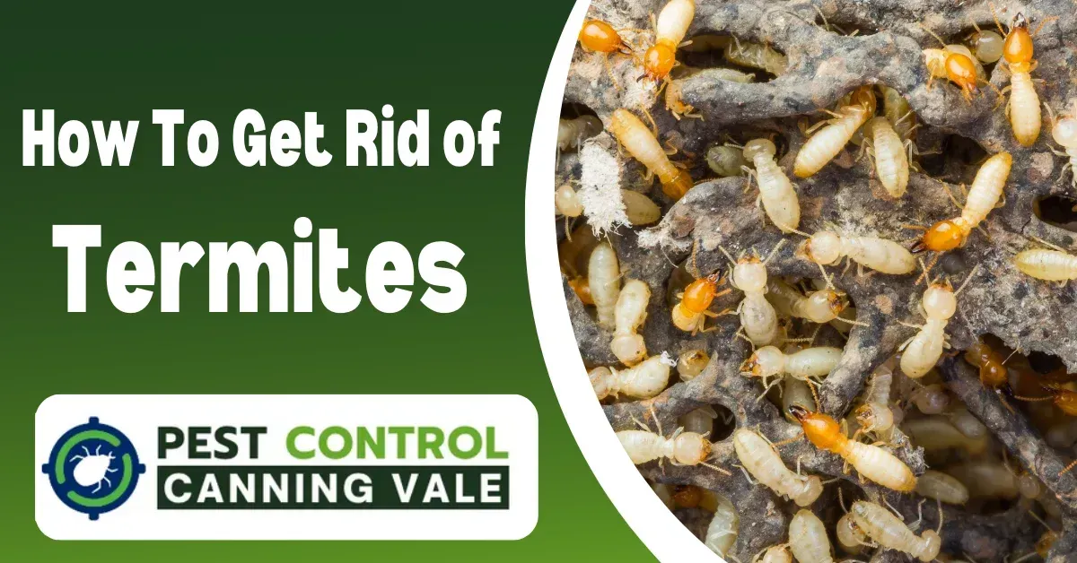 canning vale pest control