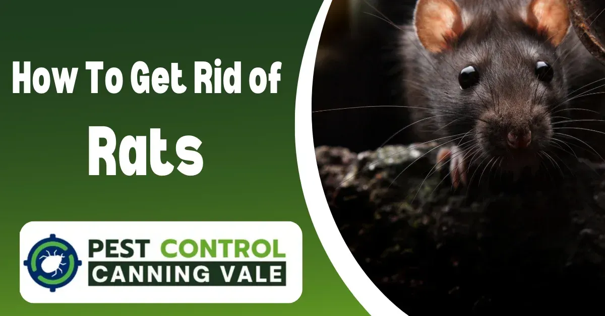 canning vale pest control
