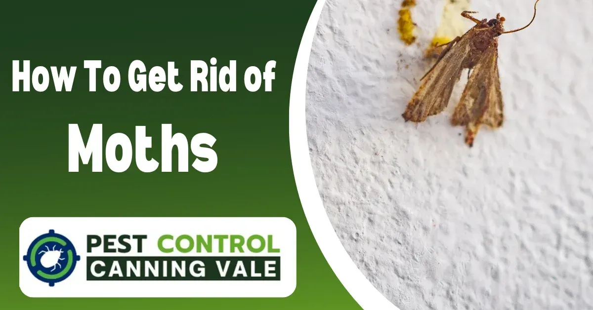 canning vale pest control