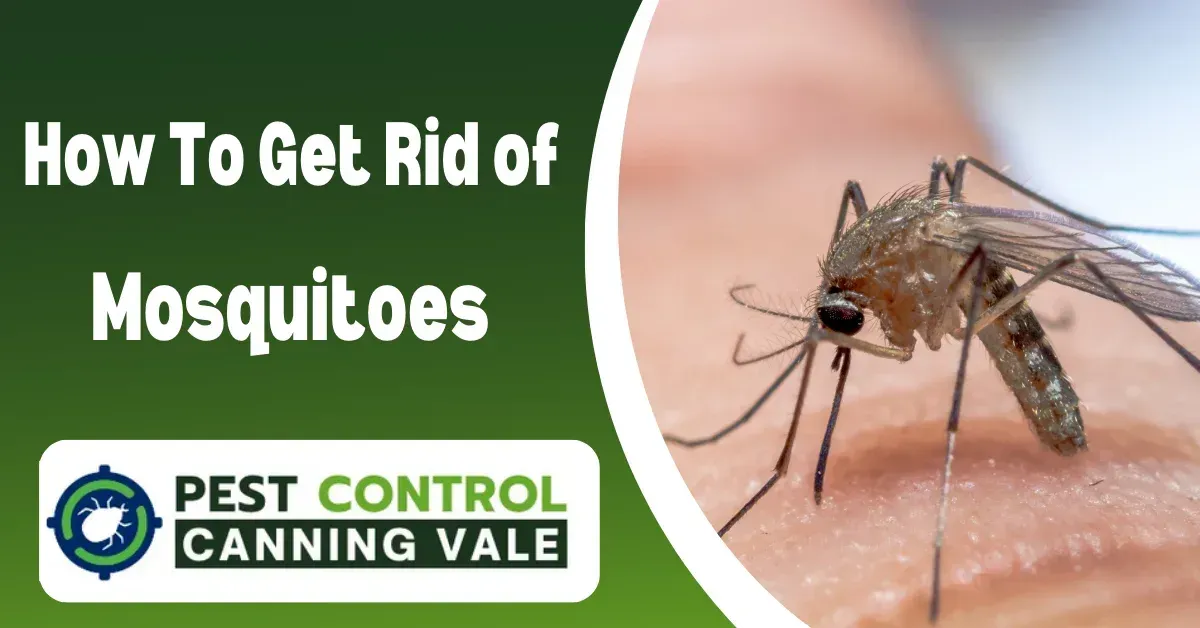 canning vale pest control