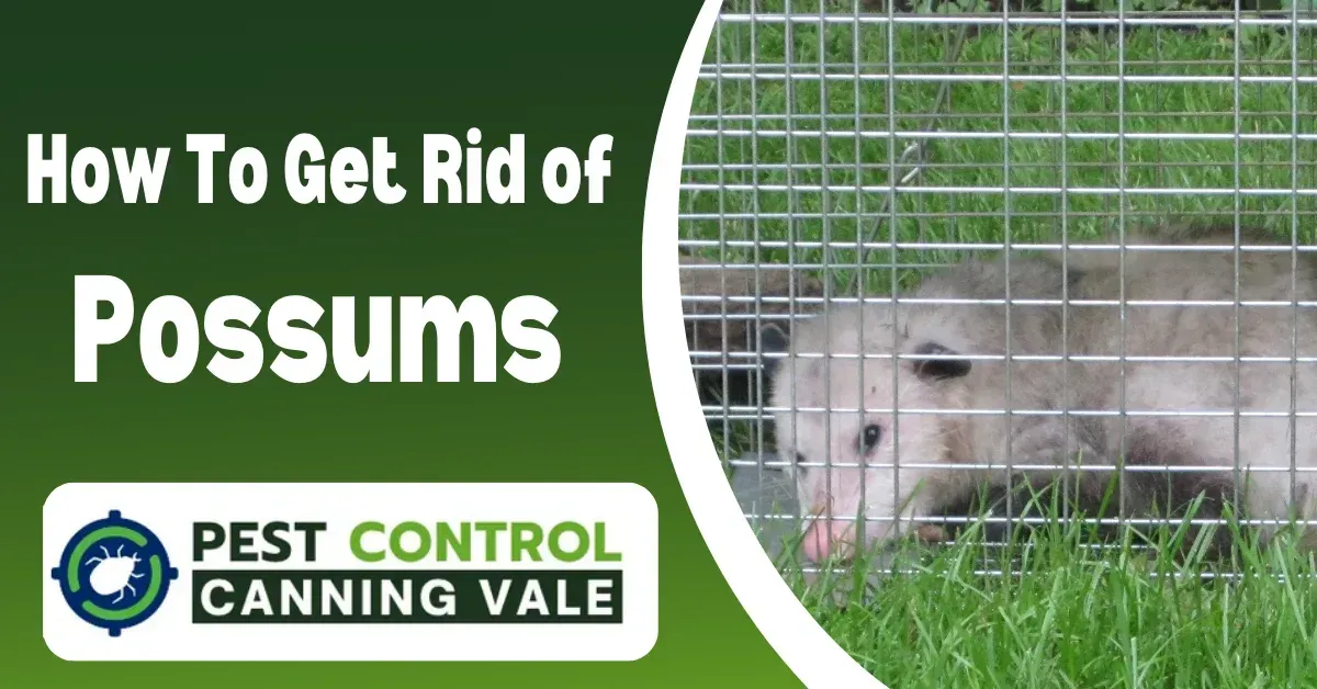 canning vale pest control