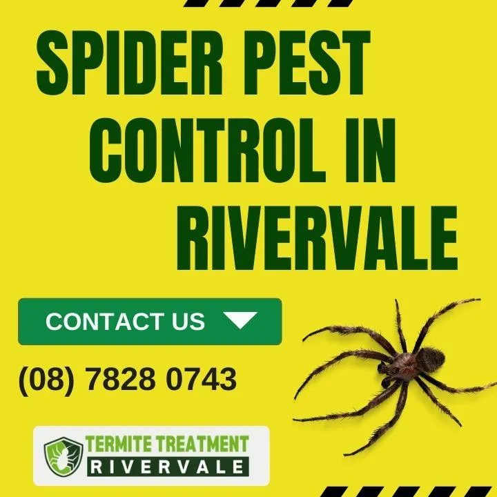 best-spider-control-services-rivervale