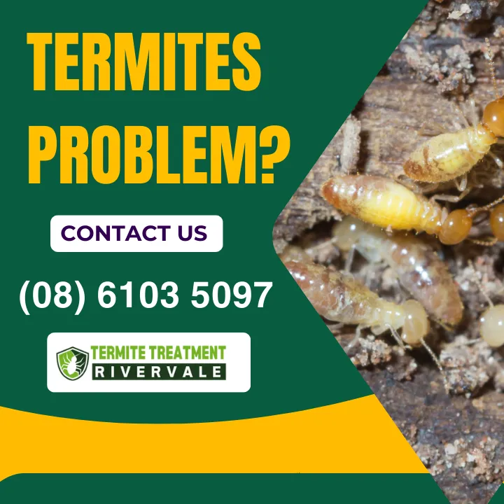 termite-identification-guide