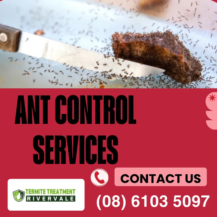 precise-termite-treatment-rivervale