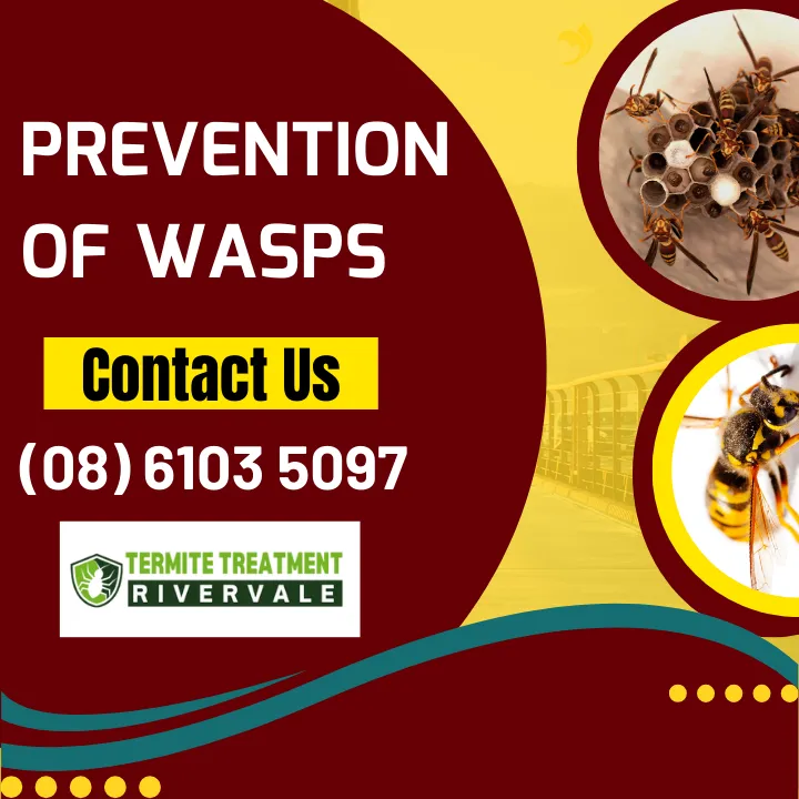 protecting-rivervale-from-european-wasps