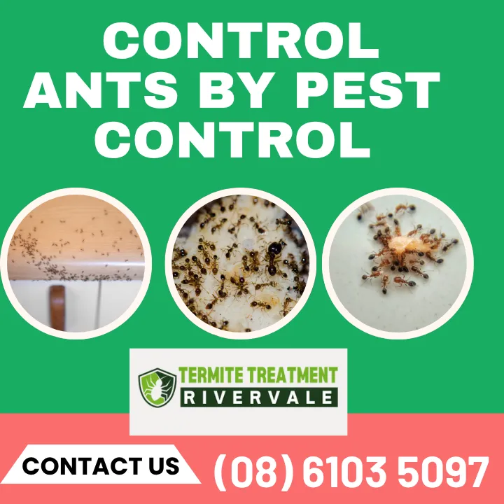 ant-trail-solutions