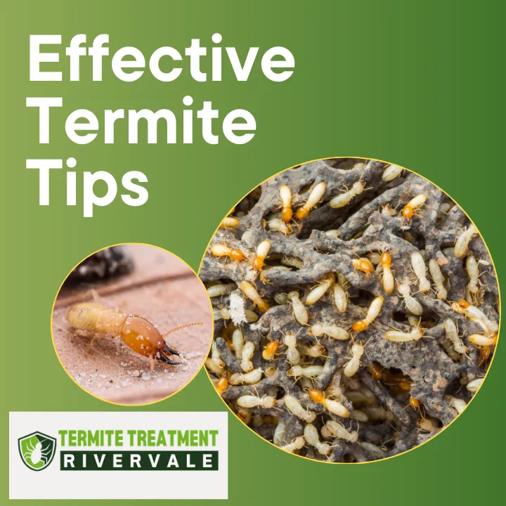 diy-termite-treatment-rivervale