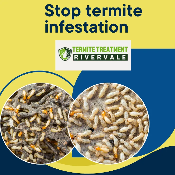 stop-termites-invading-home-perth